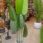 Buy banana Plant best Price in pakistan