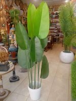 Buy banana Plant best Price in pakistan
