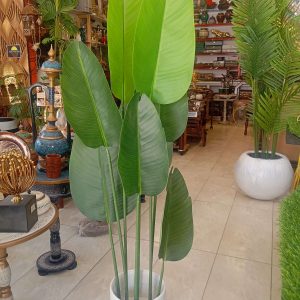 Buy banana Plant best Price in pakistan