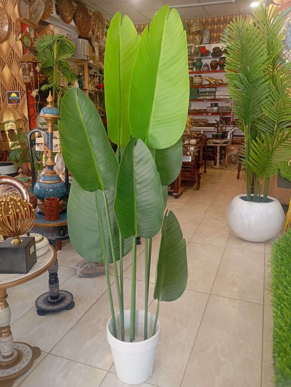 Buy banana Plant best Price in pakistan