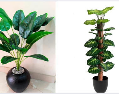 Money Plant