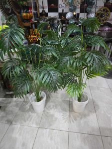 3 feet height palm plant