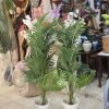 Palm Plant 3 feet Price in pakistan