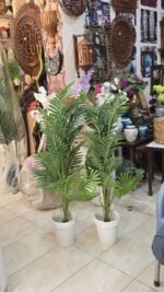 Palm Plant 3 feet Price in pakistan