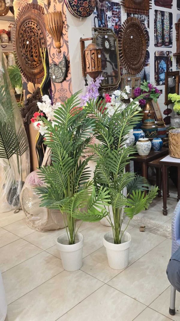 Palm Plant 3 feet Price in pakistan
